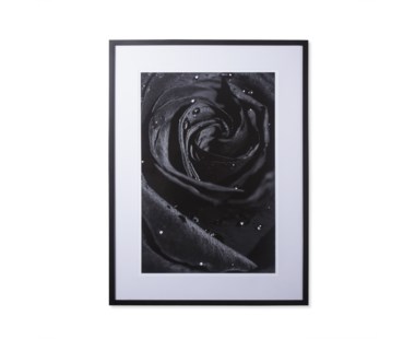 Black Dew Rose